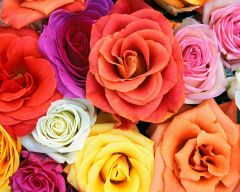 Tapeta Nature Flowers 588.jpg